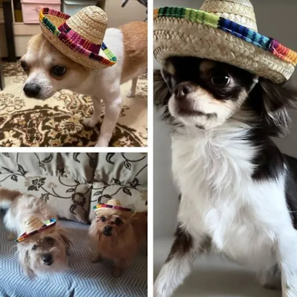 8 st Mini Sombrero Partyhattar Fiesta Party Dekorationer Festtillbehör Sombrero Kostymhattar för Bord, Dockor, Hundar - 5,9 Tum> Huvudbonader