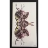 XiaoTeng Tillfällig Tatuering 19 x 9cm - fjäril djurskallar> Smink